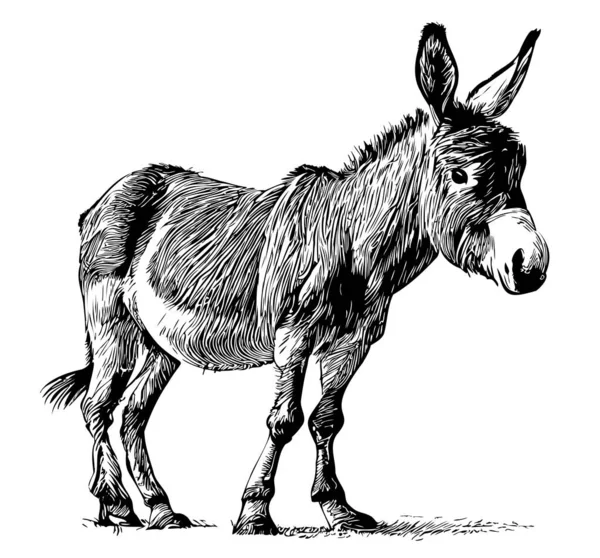 Donkey Cute Hand Drawn Sketch Illustration Domestic Animals — Stock Vector