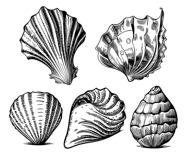 Морские Животные Коллекции Seashell Нарисованной Вручную — стоковый вектор