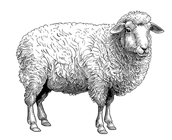 Farm Ram Sheep Hand Drawn Sketch Illustration — Stock Vector