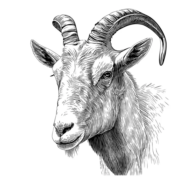 ヤギの顔の手描きスケッチベクトルイラスト農業 — ストックベクタ
