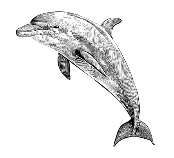 Dolphin Skizze Hand Gezeichnet Doodle Stil Illustration — Stockvektor