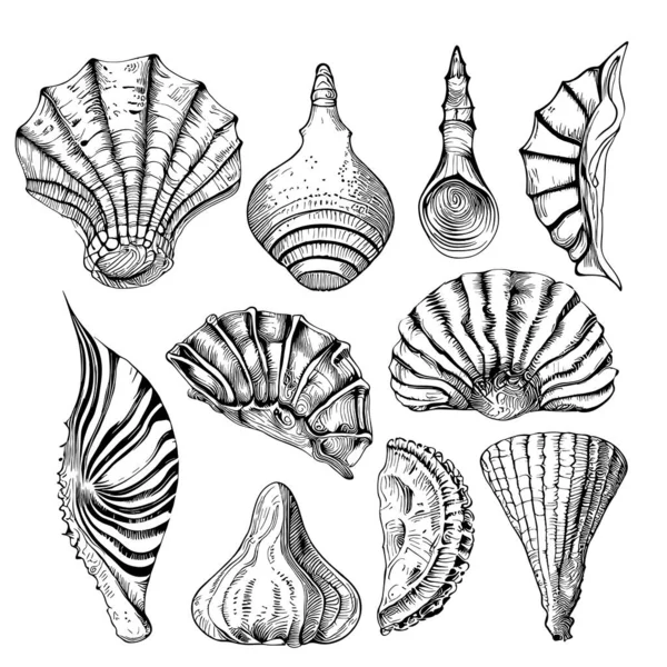 Морские Животные Нарисованные Вручную Раковине Моря — стоковый вектор