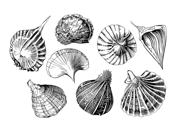 Muscheln Setzen Handgezeichnete Skizze Illustration Meerestiere — Stockvektor