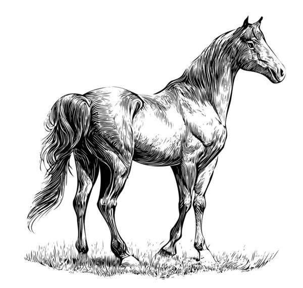 Cavalo Esboço Desenhado Mão Ilustração Estilo Doodle —  Vetores de Stock