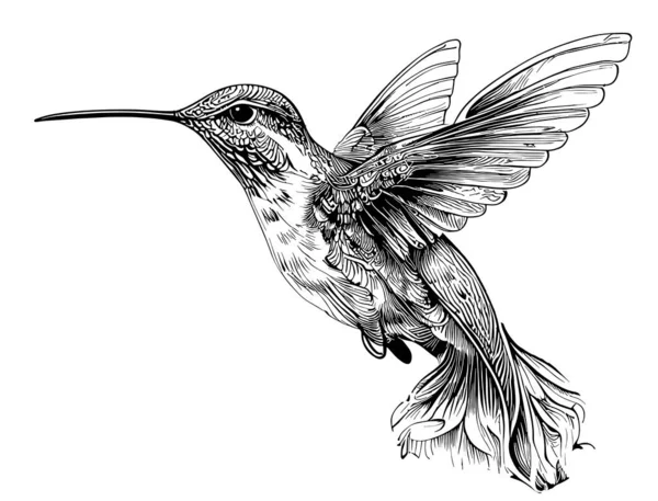 Kolibri Vogel Handgezeichnete Skizze Doodle Stil — Stockvektor