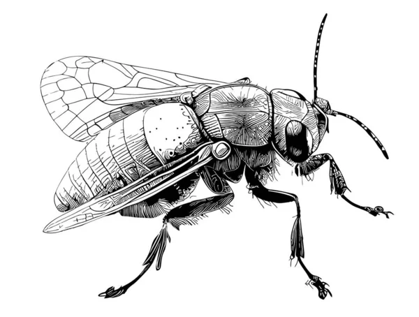 Insecto Boceto Dibujado Mano Ilustración Del Estilo Del Garabato — Vector de stock