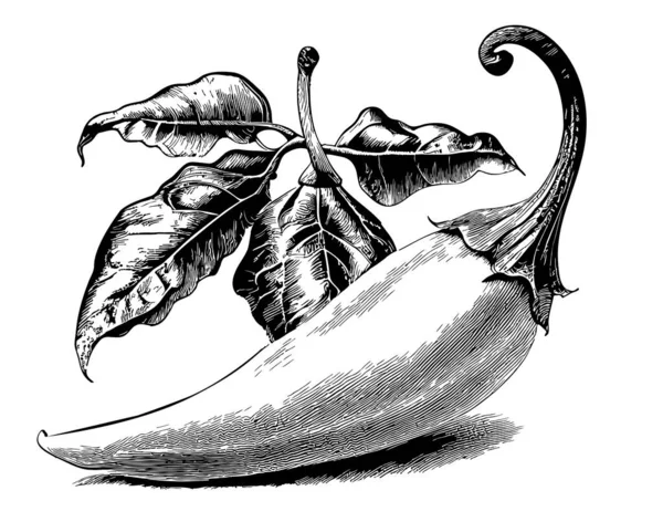 Ручной Эскиз Перца Чили Нарисован Стиле Каракулей — стоковый вектор