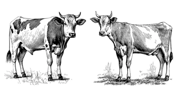 奶牛两个素描手绘涂鸦风格图解 — 图库矢量图片