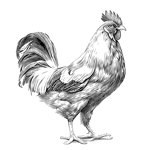 Rooster Esboço Mão Desenhada Doodle Estilo Ilustração —  Vetores de Stock