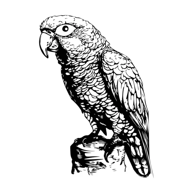 Loro Sentado Bosquejo Dibujado Mano Vector Ilustración Aves Exóticas — Vector de stock