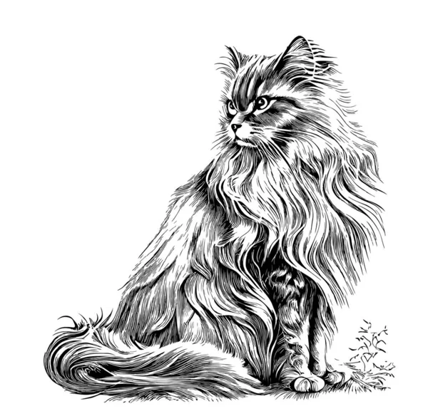 Fluffy Cat Sitting Hand Drawn Sketch Vector Illustration Pets — Stock Vector