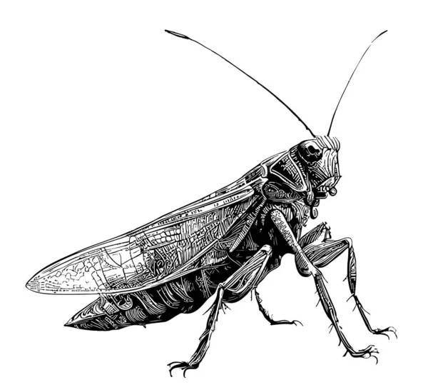 Grasshopper Insecto Dibujado Mano Estilo Garabato Ilustración Vectorial — Vector de stock