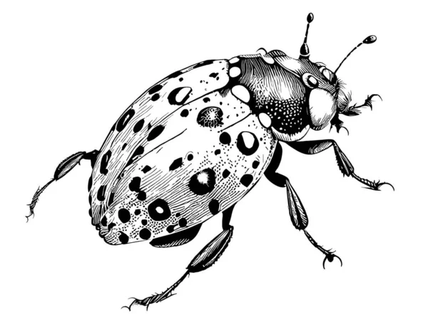 Sketsa Gambar Tangan Serangga Ladybug Dalam Ilustrasi Doodle - Stok Vektor