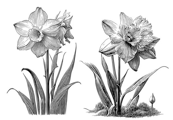 Narcissen Bloemen Set Schets Hand Getekend Doodle Stijl — Stockvector