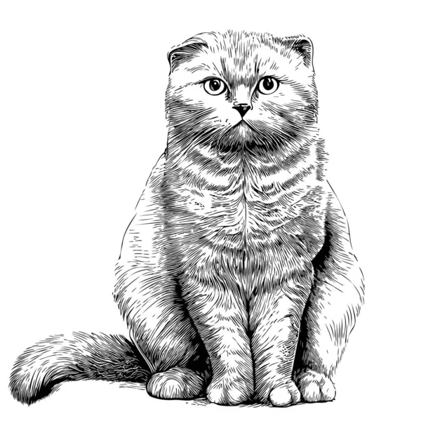 Scottish Fold Cat Hand Drawn Sketch Doodle Style Illustration — Stock Vector