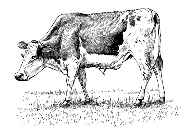 草场上的奶牛吃草手绘着涂鸦式的草图 — 图库矢量图片