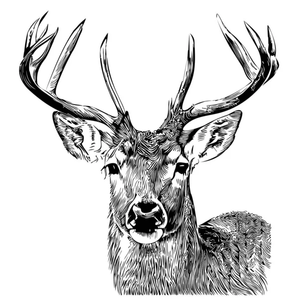 Deer Face Sketch Hand Drawn Doodle Style Illustration — Stock Vector