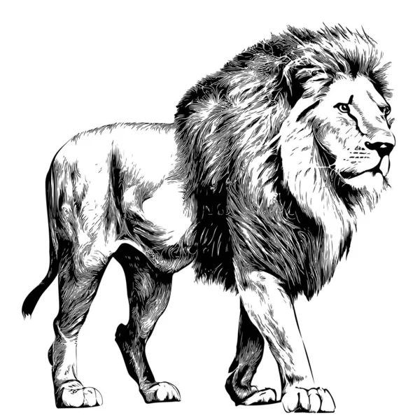 Lví Kráčející Skica Ručně Kreslené Kresleném Stylu Ilustrace — Stockový vektor