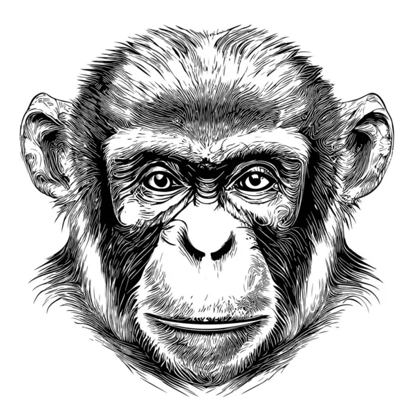 Monkey Gezicht Schets Hand Getekend Doodle Stijl Illustratie — Stockvector