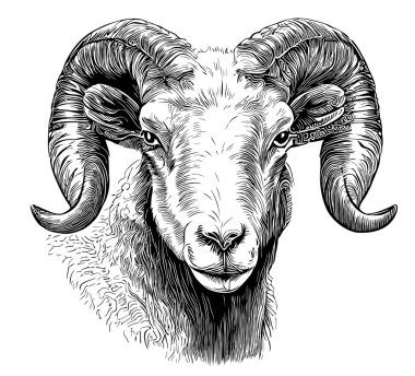 Ram face sketch hand drawn in doodle style illustration clipart