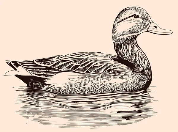 Bosquejo Natación Pato Salvaje Dibujado Mano Estilo Garabato Ilustración — Archivo Imágenes Vectoriales