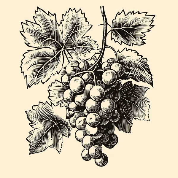 ドアスタイルのイラストで描かれたブドウのレトロなスケッチの手の束 — ストックベクタ