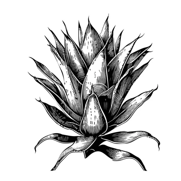 Plante Aloès Esquisse Dessinée Main Dans Une Illustration Style Doodle — Image vectorielle