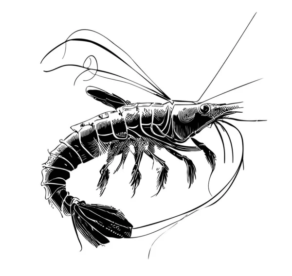 Camarones Bosquejo Dibujado Mano Vector Ilustración Alimentos Mar — Archivo Imágenes Vectoriales
