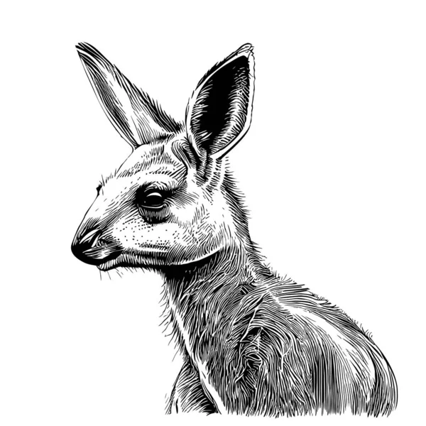 Kanguru Portresi Çizimi Karalama Stili Çizimi — Stok Vektör