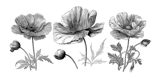 Poppy Λουλούδι Σετ Χέρι Σκίτσο Στυλ Doodle Εικονογράφηση — Διανυσματικό Αρχείο