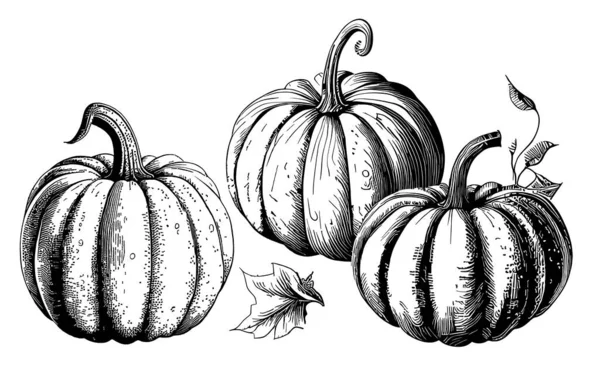 Набор Тыкв Ручной Работы Рисунок Овощи Иллюстрация — стоковый вектор