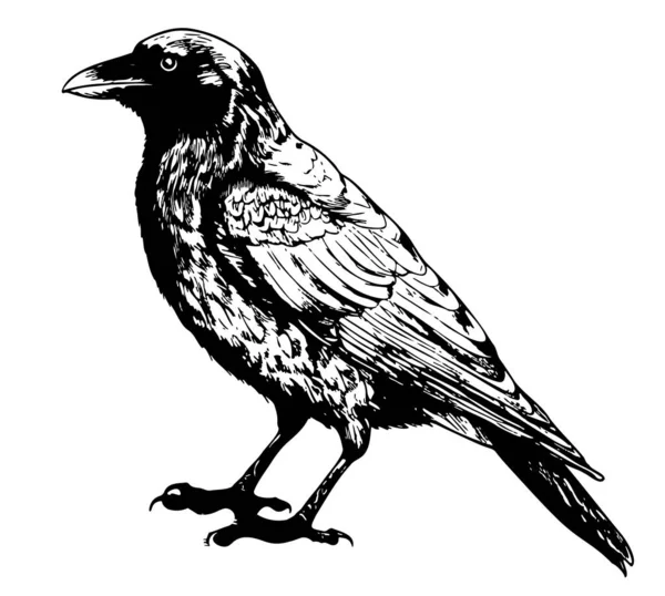 Boceto Cuervo Negro Dibujado Mano Estilo Garabato Ilustración Vectorial — Vector de stock
