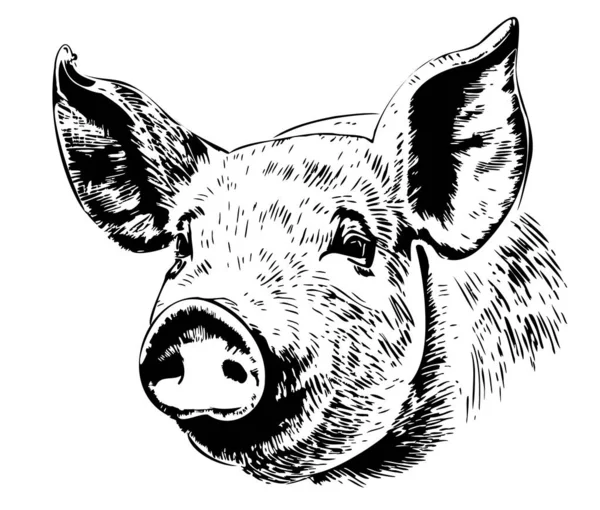 Boceto Cerdo Dibujado Mano Estilo Garabato Animales Granja Ilustración Vectorial — Archivo Imágenes Vectoriales
