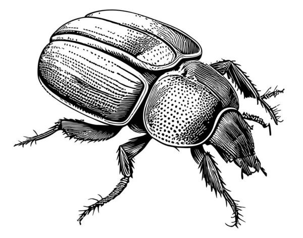 Sketsa Gambar Tangan Serangga Kumbang Vektor Gambar Tangan - Stok Vektor