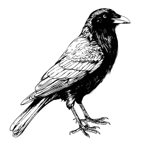 Croquis Corbeau Noir Dessiné Main Dans Une Illustration Style Doodle — Image vectorielle