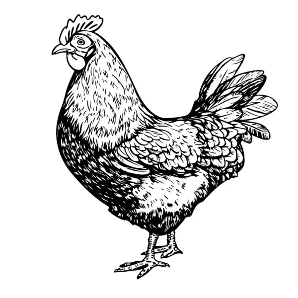 Χαριτωμένο Hen Στέκεται Χέρι Σκίτσο Που Στυλ Doodle Vector Εικονογράφηση — Διανυσματικό Αρχείο