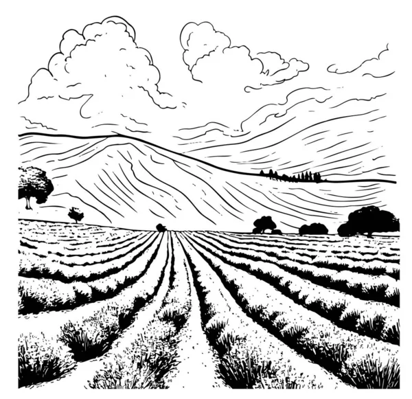Lavendelveld Handgetekende Schets Doodle Vector Illustratie — Stockvector
