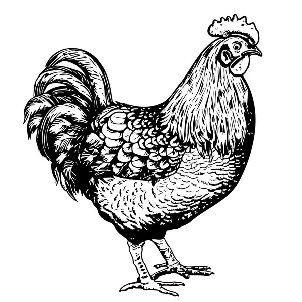 Farm Rooster Hand Drawn Sketch Engraving Style Illustration — Stock Vector