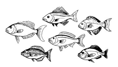 Balık krokisi koleksiyonu oyma stili illüstrasyon