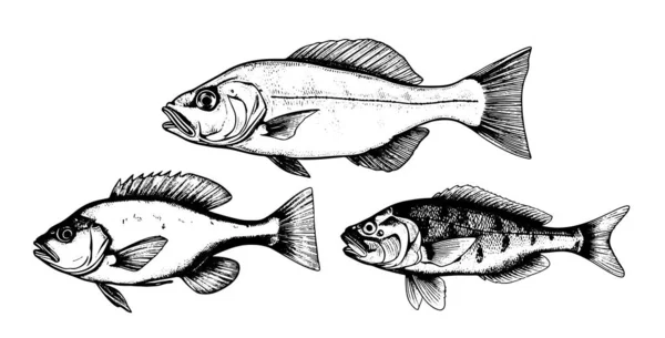 Uppsättning Fisk Skiss Hand Dras Gravyr Stil Illustration — Stock vektor