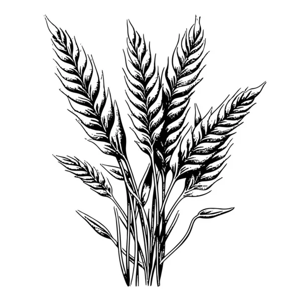 Пшеничний Букет Ескізна Рука Намальована Гравірувальному Стилі Ілюстрація — стоковий вектор