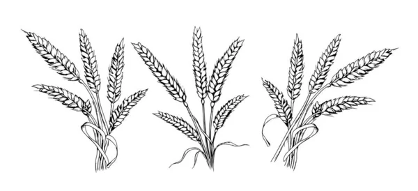Набір Букетів Вух Пшеничного Ескізу Ручної Роботи Намальованої Каракулі — стоковий вектор