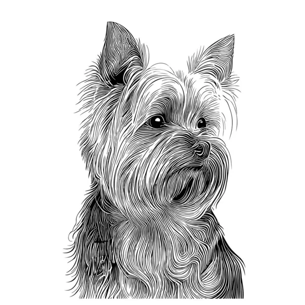 Yorkshire Terrier Portré Vázlat Kézzel Rajzolt Firka Stílusban Háziállat Illusztráció — Stock Vector