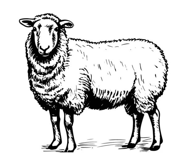 Πρόβατα Χέρι Σκίτσο Που Doodle Στυλ Γεωργία Εικονογράφηση — Διανυσματικό Αρχείο