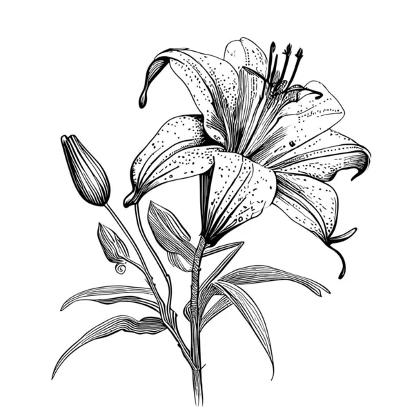 ドアスタイルのイラストで描かれたユリの花のスケッチの手 — ストックベクタ