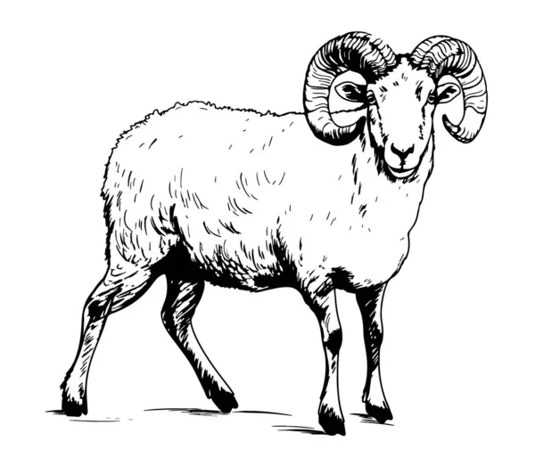 ドアスタイルの農業図に描かれた羊のラムのスケッチの手 — ストックベクタ