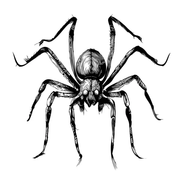 Boceto Insecto Araña Dibujado Mano Estilo Garabato Ilustración — Vector de stock