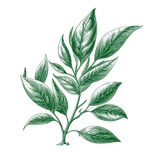 Ручной Рисунок Чайных Листьев Стиле Каракулей — стоковый вектор