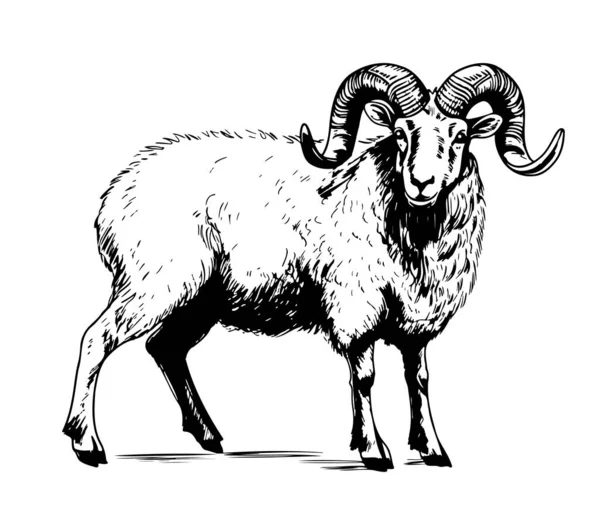 Schafe Mit Horn Skizze Handgezeichnet Doodle Stil Illustration — Stockvektor