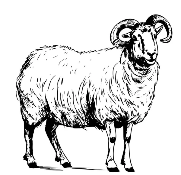 Sheep Ram Breeding Sketch Hand Drawn Doodle Style Illustration Cartoon — Stock Vector